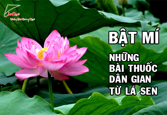 Những bài thuốc dân gian từ lá sen 